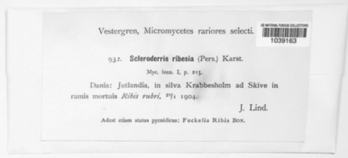 Godronia ribis image